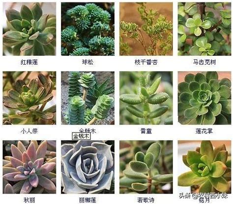 多肉名字|41 種人氣多肉植物名稱大集合！新手到資深植物迷的。